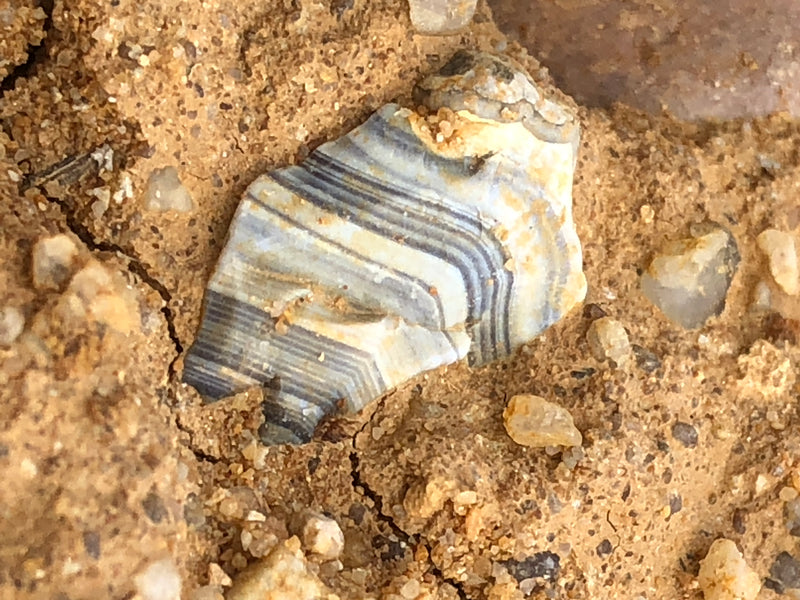 Banded blue-grey and white onyx fragment lying in sand, Mainz Basin, Germany.