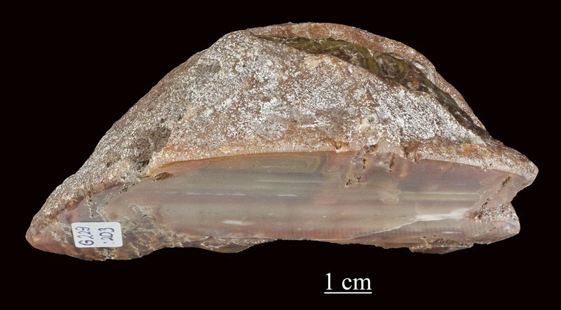 Specimen ELM G229:203. Original scale and specimen label retained.